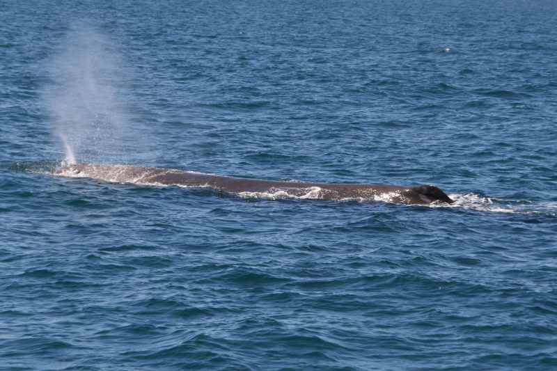 Nieuw-Zeeland 2011 - 1238